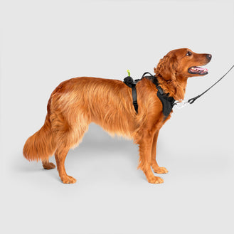 Neoprene Harness, Canada Pooch Dog Harnesst|| color::black|| size::L|| name:: Bailey the Golden Retriever|| weight::57