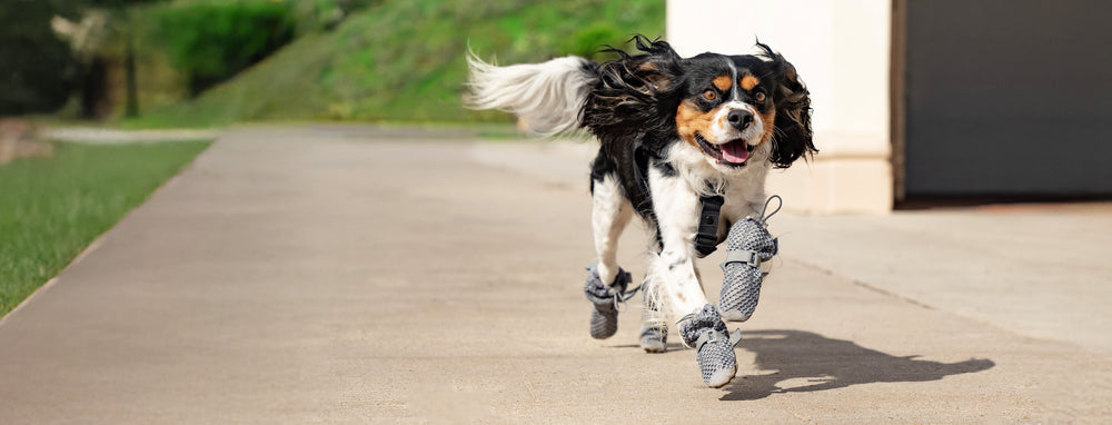 Dog wearing the Hot Pavement Boots in Grey from Canada Pooch