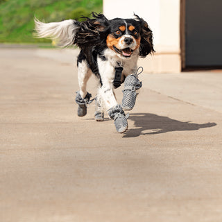 Dog wearing the Hot Pavement Boots in Grey from Canada Pooch