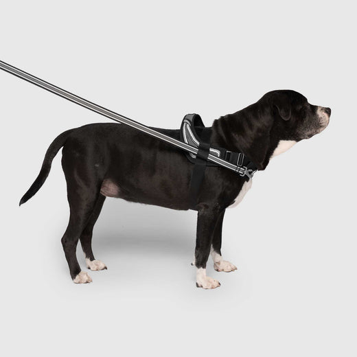 Redirect Harness in Black, Canada Pooch Dog Harness