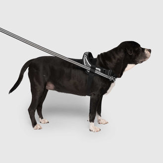 Redirect Harness in Black, Canada Pooch Dog Harness