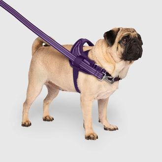 Redirect Harness in Purple, Canada Pooch Dog Harness