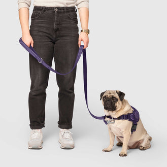 Seamless Knit Leash in Purple, Canada Pooch Dog Leash