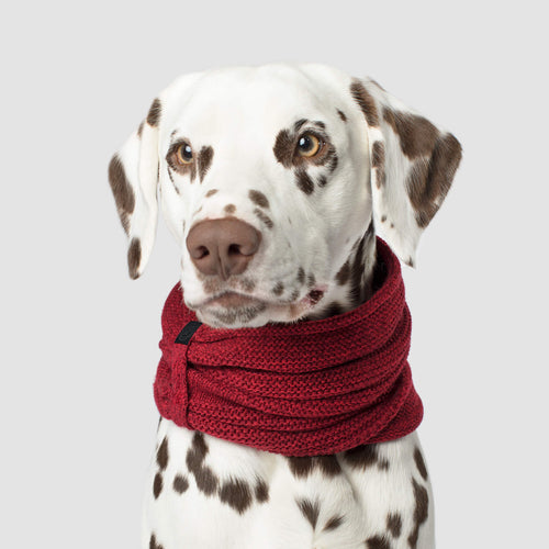 Sierra Scarf in Maroon, Canada Pooch Dog Scarf|| color::maroon|| size::L|| name::Everest The Dalmation|| weight::45