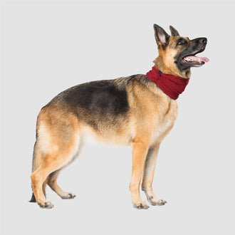 Sierra Scarf in Maroon, Canada Pooch Dog Scarf|| color::maroon|| size::XL|| name::Dawson The Boxsky|| weight::76