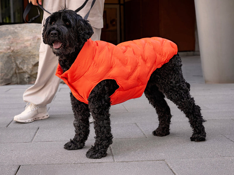 Small dog wearing the Waterproof Sport Puffer in cayenne from Canada Pooch