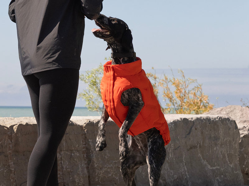 Large dog wearing the Waterproof Sport Puffer in cayenne from Canada Pooch
