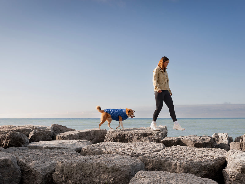 Dog wearing the Waterproof Sport Puffer in electric blue in the outdoors from Canada Pooch