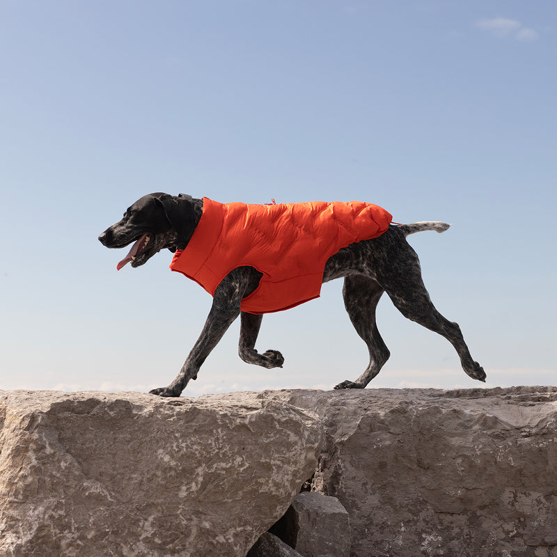 Dog wearing the Waterproof Sport Puffer in cayenne in the outdoors from Canada Pooch