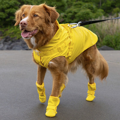 Dog wearing the yellow Harness Raincoat and Waterproof Rain Boots from Canada Pooch