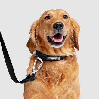 Waterproof Collar in Black, Canada Pooch Dog Collar|| color::black|| size::L|| name:: Nala the Golden Retriever|| weight::60