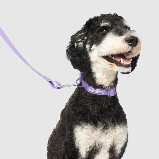 Waterproof Collar, Canada Pooch Dog Collar