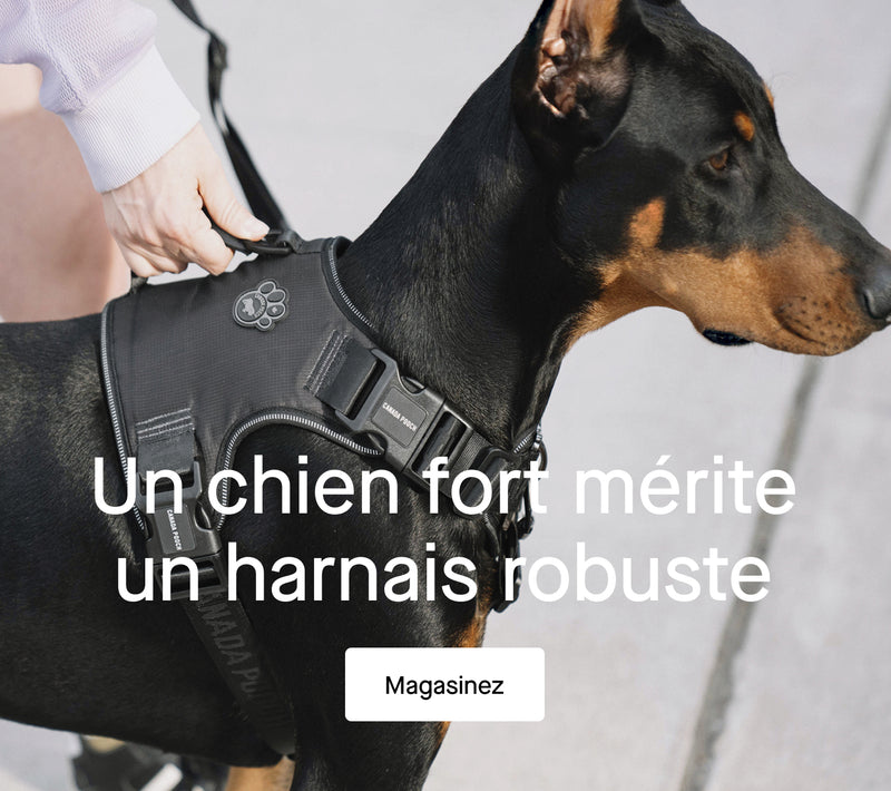 Chien portant d'Harnais de refroidissement Max Chill de Canada Pooch