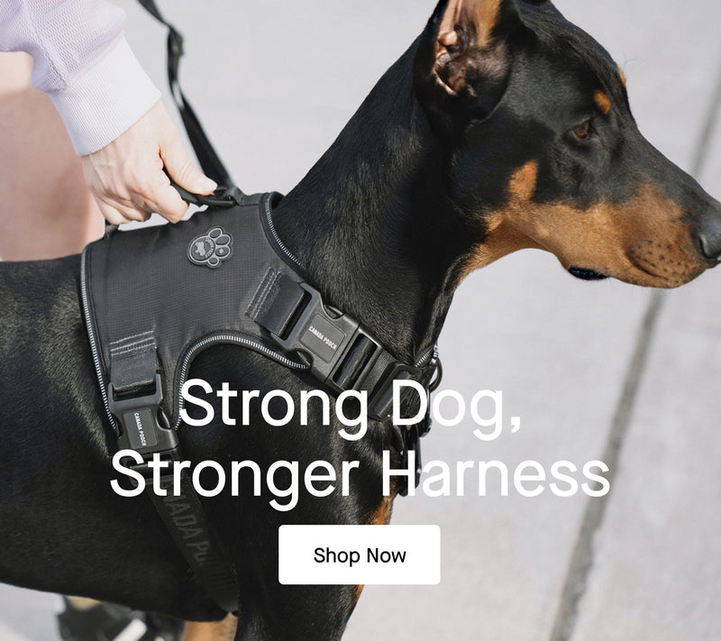 Dog wearing the Complete Control Harness from Canada Pooch