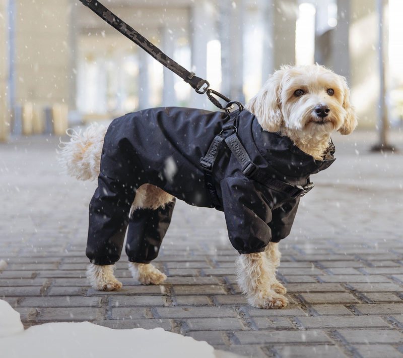 Dog wearing black Harness Snow Suit from Canada Pooch