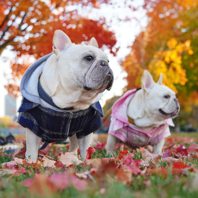 The Shacket, Canada Pooch Dog Jacket||name:: @hortonmcsnorton