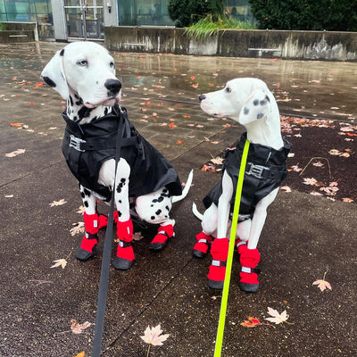 Soft Shield Boots in Red, Canada Pooch, Dog Boots|| color::red|| name::itsmyboycooper