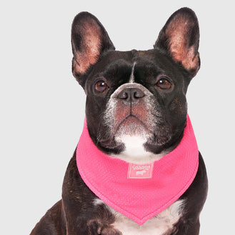 Cooling Bandana in Neon Pink, Canada Pooch Dog Cooling