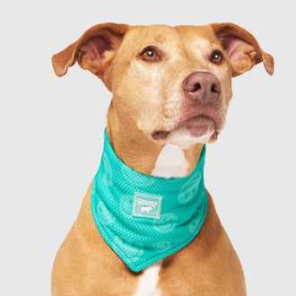 Cooling Bandana Wet Reveal in Wet Reveal Smiley, Canada Pooch Dog Cooling || color::green-smiley || size::L|| name:: Adele the Mixed Rescue|| weight::55