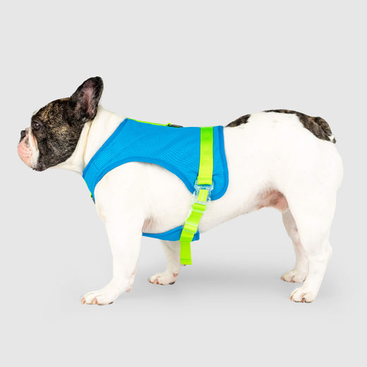 Chill Seeker Cooling Harness in Blue Green, Canada Pooch Dog Harness