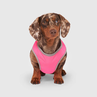 Chill Seeker Cooling Vest in Neon Pink, Canada Pooch Dog Cooling Vest