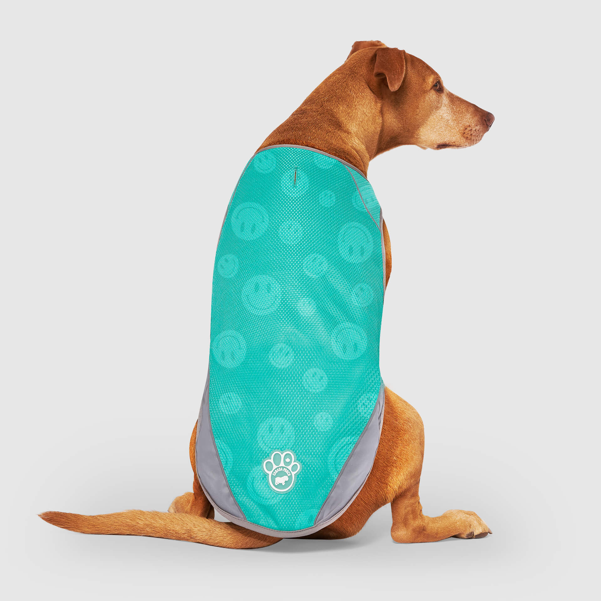 Wet Reveal Summer Dog Cooling Vest | Canada Pooch