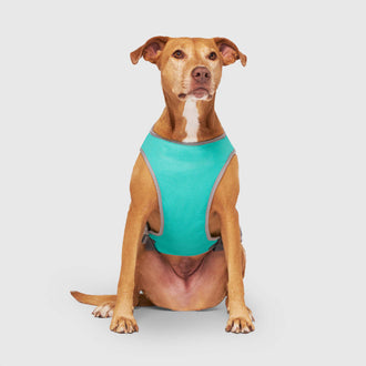 Chill Seeker Cooling Vest Wet Reveal in Wet Reveal Smiley, Canada Pooch Dog Cooling|| color::green-smiley|| size::20|| name:: Adele the Mixed Rescue|| weight::55