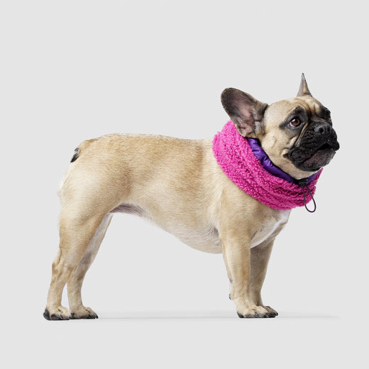 Cool Factor Dog Snood in Pink Purple, Canada Pooch Dog Snood
