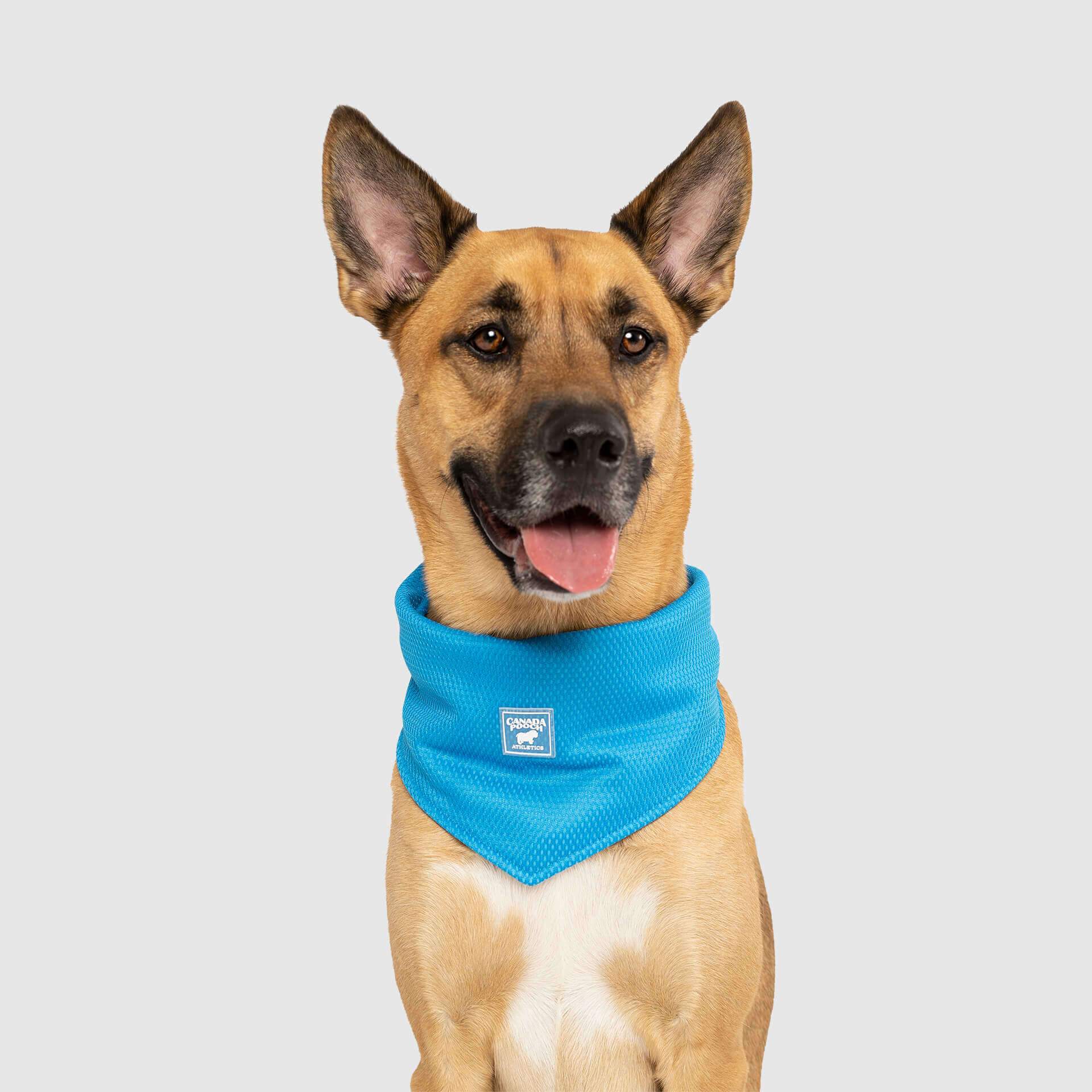 Bandana Rafraîchissant Pour Chien - Lot De 2, Taille M (6-15kg) - Écharpe été, Respirante, Léger - Pour Randonnée, Plage, Canicules