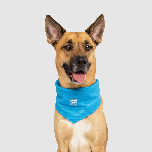 Cooling Bandana in Blue, Canada Pooch Cooling Bandana