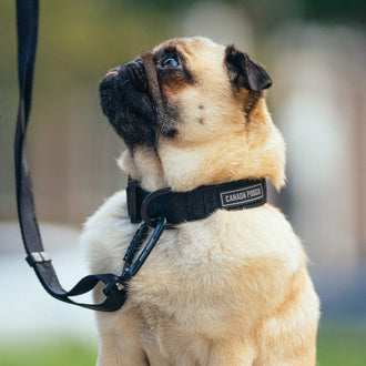 Utility Collar in Black, Canada Pooch Dog Scarf|| color::black || size::na|| name::na|| weight::na