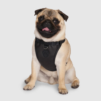 Eco+ Leather Harness in Black, Canada Pooch Dog Harness