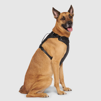 Eco+ Leather Harness in Black, Canada Pooch Dog Harness|| color::black|| size::XL|| name:: Dawson the Boxsky|| weight::75