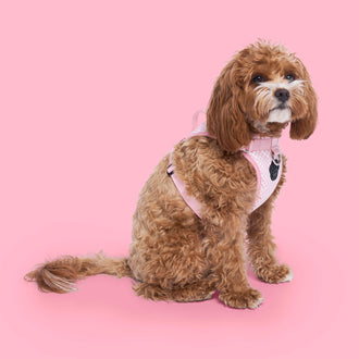 Barbie Everything Harness in Checker, Canada Pooch Dog Harness|| color::checker|| size::M|| name:: Rosie the Cavapoo|| weight::15