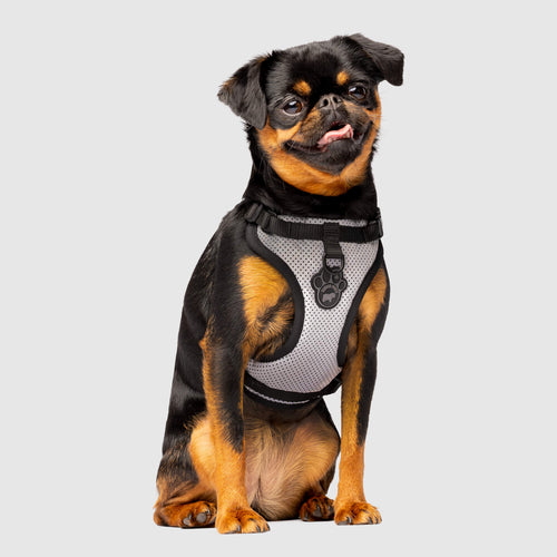 The Everything Dog Harness in Reflective Print, Canada Pooch Dog Harness || color::reflective || size::S