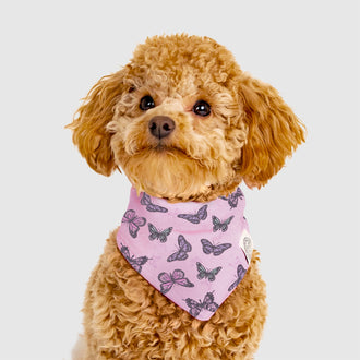 Follow Me Bandana in Butterfly, Canada Pooch Dog Bandana|| color::butterfly|| size::S/M|| name:: Poppy the Miniature Poodle || weight::8