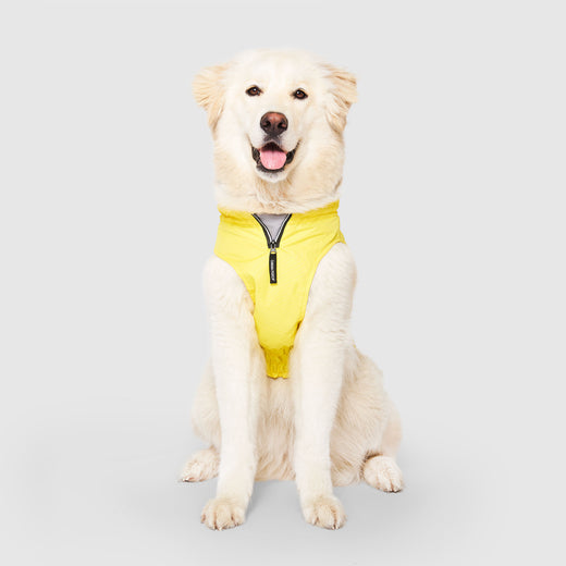 Dog with yellow clearance coat