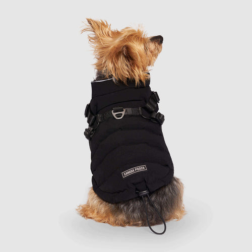Harness Puffer in Black, Canada Pooch Dog Parka|| color::black|| size::10|| name:: Patsy the Yorkshire Terrier|| weight::8