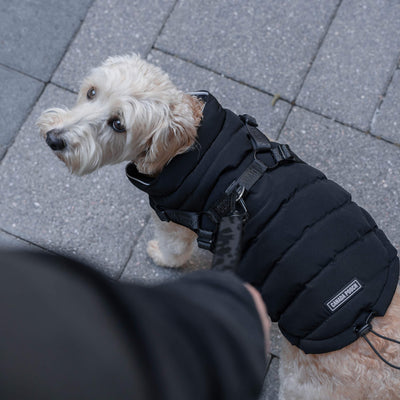 Harness Puffer in Black, Canada Pooch Dog Parka|| color::black|| size::14|| name:: Max the Westiepoo|| weight::20