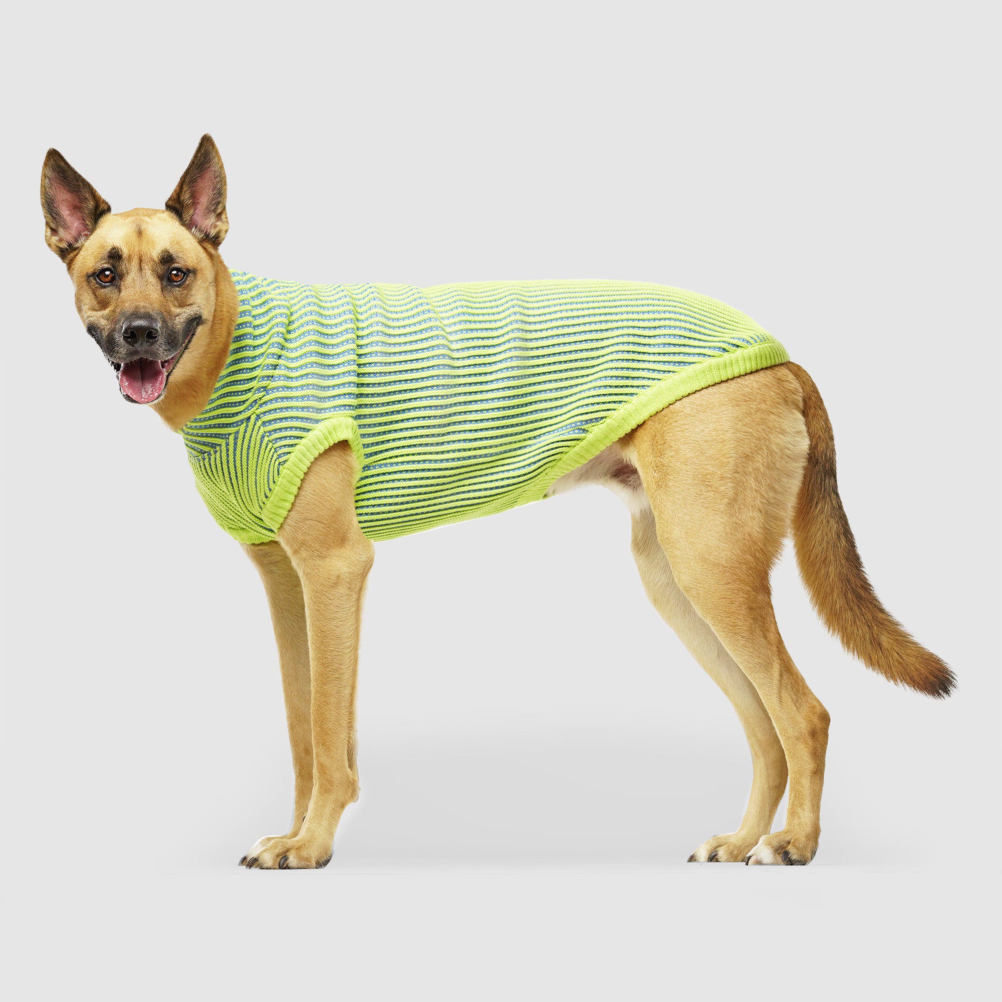 Icon Sweater - Cute Striped Dog Sweater
