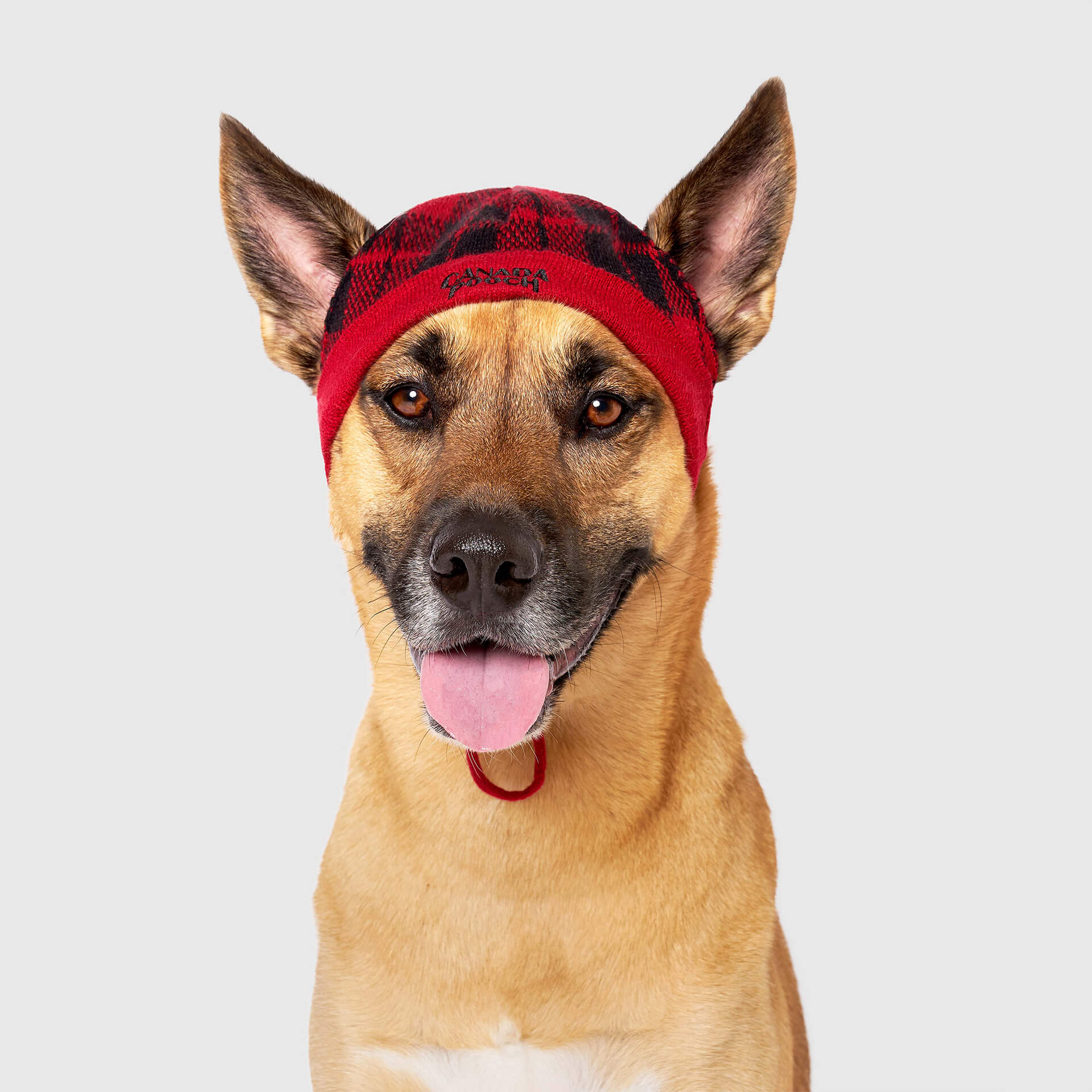 Dogs with beanies best sale