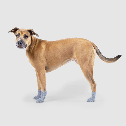 The Basic Dog Socks Grey, Canada Pooch Dog Socks