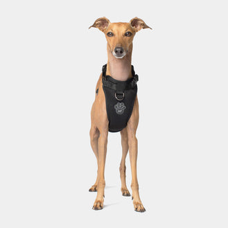 The Everything Dog Harness in Solid Black, Canada Pooch Dog Harness 