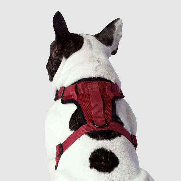 The Everything Dog Harness NoPull Dog Harness Canada Pooch