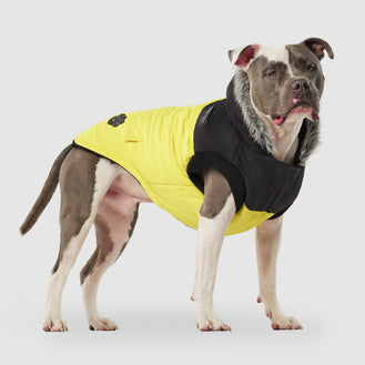 The True North Dog Parka in Yellow, Canada Pooch 