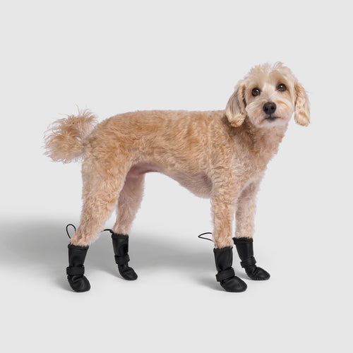 Waterproof Rain Boots in Black, Canada Pooch Dog Boots|| color::black|| size::2|| name:: Max the Westiepoo|| weight::20