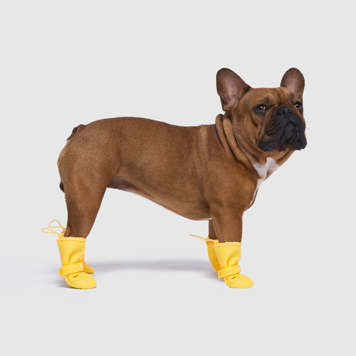 Waterproof Rain Boots in Yellow, Canada Pooch Dog Boots|| color::yellow|| size::3|| name:: Jocko the French Bulldog|| weight::37