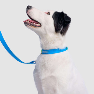 Waterproof Collar in Blue, Canada Pooch Dog Collar