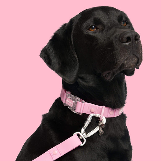 Barbie Waterproof Collar in Light Pink, Canada Pooch Dog Collar