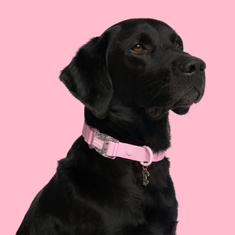 Barbie Waterproof Collar in Light Pink, Canada Pooch Dog Collar|| color::light-pink|| size::L|| name:: Dash the Labrador Retriever|| weight::55